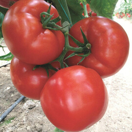 Насіння томату індетермінантного Азія F1 Yuksel Tohum від 100 шт, Фасовка: Проф упаковка 100 шт | Agriks