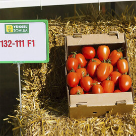 Насіння томату індетермінантного Колеос F1 Yuksel Tohum від 100 шт, Фасовка: Проф упаковка 100 шт | Agriks