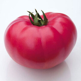 Насіння томату індетермінантного КС 3811 F1 Kitano Seeds від 100 шт, Фасовка: Проф упаковка 1 000 шт | Agriks