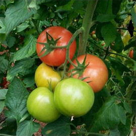 Насіння томату індетермінантного Максін F1 Hazera 500 шт, Фасовка: Проф упаковка 500 шт | Agriks
