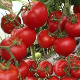 Насіння томату напівдетермінантного Леда F1 Yuksel Tohum 500 шт, Фасовка: Проф упаковка 500 шт | Agriks