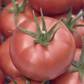 Насіння томату індетермінантного Мамстон F1 Syngenta від 10 шт, Фасовка: Середня упаковка 50 шт | Agriks