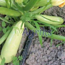 Семена кабачка Теренум F1 Spark Seeds от 500 шт, Фасовка: Проф упаковка 500 шт | Agriks