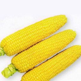 Насіння кукурудзи цукрової 1801 F1 Spark Seeds 25 000 шт, Фасовка: Проф упаковка 25 000 шт | Agriks