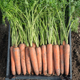 Насіння моркви Бермуда F1 Bejo від 100 000 шт (1,6-1,8), Фасовка: Проф упаковка 100 000 шт (1,8 - 2,0) | Agriks