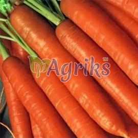 Насіння моркви Бріліанс F1 Nunhems 100 000 шт (1,8-2,0), Фасовка: Проф упаковка 100 000 шт (1,8 - 2,0) | Agriks