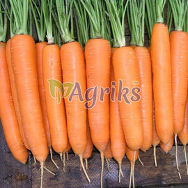 Семена моркови Элеганза F1 Nunhems 100 000 шт (2,0-2,2), Фасовка: Проф упаковка 100 000 шт (2,0 - 2,2) | Agriks