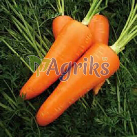 Насіння моркви Мірафлорес F1 Clause від 100 000 шт (1,4-1,6), Фасовка: Проф упаковка 100 000 (2,0-2,25) | Agriks