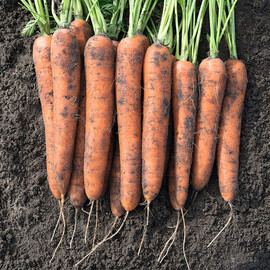 Насіння моркви Норвей F1 Bejo від 100 000 шт (1,6-1,8), Фасовка: Проф упаковка 100 000 шт (1,8 - 2,0) | Agriks