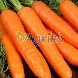 Насіння моркви Октаво VD (калібр 1,8-2,0) F1 Hazera 100 000 шт, Фасовка: Проф упаковка 100 000 шт (1,8 - 2,0) | Agriks