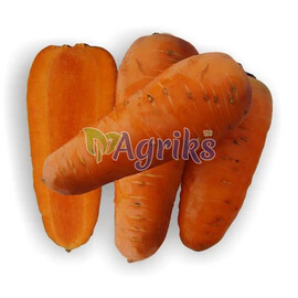 Насіння моркви Шантане Редкор Sakata 250 г, Фасовка: Проф упаковка 250 г | Agriks