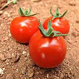 Насіння томату індетермінантного Гюсто F1 Yuksel Tohum 500 шт | Agriks