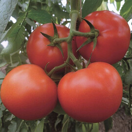 Насіння томату індетермінантного Матіссімо F1 Seminis від 250 шт, Фасовка: Проф упаковка 250 шт | Agriks