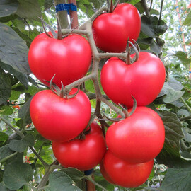 Насіння томату індетермінантного Малінка Стар F1 Cora Seeds від 250 шт, Фасовка: Проф упаковка 500 шт | Agriks