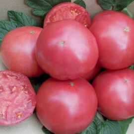 Насіння томату індетермінантного Пінк Нагетс F1 Yuksel Tohum 500 шт, Фасовка: Проф упаковка 500 шт | Agriks