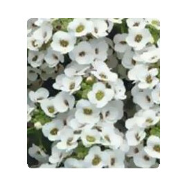 Семена алиссума Персона White Kitano Seeds 500 шт, Разновидности: White, Фасовка: Проф упаковка 500 шт | Agriks