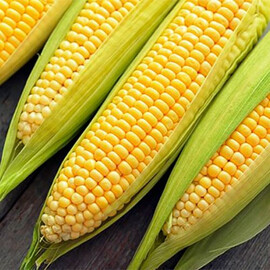 Насіння кукурудзи цукрової Елемент F1 Syngenta 100 000 шт | Agriks