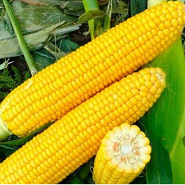 Насіння кукурудзи цукрової Харді F1 Hazera від 5 г, Фасовка: Середня упаковка 50 г | Agriks