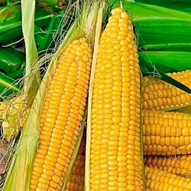 Насіння кукурудзи цукрової HMX436645 (Ліскам F1) Clause 5 000 шт | Agriks