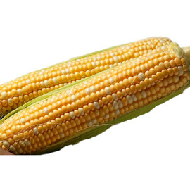 Насіння кукурудзи цукрової Камберленд F1 Clause 5 000 шт, Фасовка: Проф упаковка 5 000 шт | Agriks