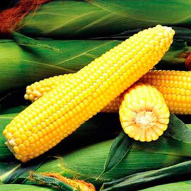 Семена кукурузы сахарной Сентинель F1 Clause 5 000 шт | Agriks
