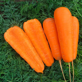 Семена моркови Боливар Clause от 1 г (Agriks), Фасовка: Проф упаковка 500 000 шт (1,4 - 1,6) | Agriks