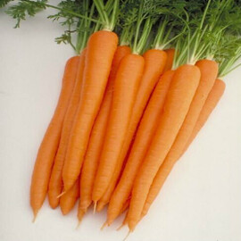 Насіння моркви Шугаснекс 54 F1 Nunhems 100 000 шт (1,4-1,6), Фасовка: Проф упаковка 100 000 шт (1,4 - 1,6) | Agriks