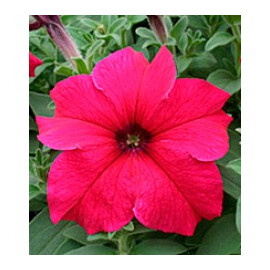 Семена петунии Виртуоз Deep Rose Kitano Seeds 500 шт драже, Разновидности: Deep Rose, Фасовка: Проф упаковка 1 000 шт | Agriks