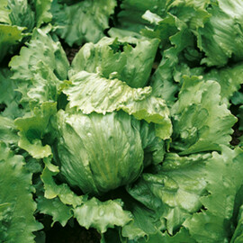 Насіння салату Даймонд Enza Zaden від 1 000 шт, Фасовка: Проф упаковка 1 000 шт | Agriks