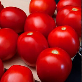 Насіння томату детермінантного Баста F1 Clause від 1 000 шт, Фасовка: Проф упаковка 1 000 шт | Agriks