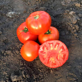 Насіння томату детермінантного Ріхам F1 Clause від 1 000 шт, Фасовка: Проф упаковка 1 000 шт | Agriks