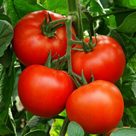 Насіння томату індетермінантного Аксай F1 Nunhems від 10 шт, Фасовка: Міні упаковка 10 шт | Agriks