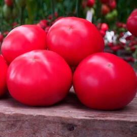 Насіння томату індетермінантного Макан F1 Clause від 250 шт, Фасовка: Проф упаковка 1 000 шт | Agriks