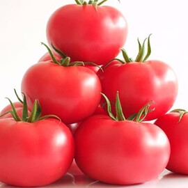 Насіння томату індетермінантного Маністелла F1 Hazera 500 шт | Agriks