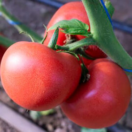 Насіння томату індетермінантного Панамера F1 Clause від 250 шт, Фасовка: Проф упаковка 250 шт | Agriks