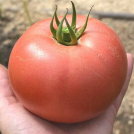 Насіння томату напівдетермінантного ТС 02-0857 F1 Solare Sementi від 250 шт, Фасовка: Проф упаковка 250 шт | Agriks