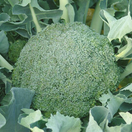 Насіння капусти броколі Лімба Moravoseed 50 гр, Фасовка: Проф упаковка 50 г | Agriks