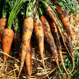 Семена моркови Афалон F1 Moravoseed 50 000 шт, Фасовка: Проф упаковка 50 000 шт | Agriks