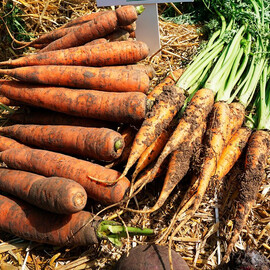 Семена моркови Харизма F1 Moravoseed 25 000 шт, Фасовка: Проф упаковка 25 000 шт | Agriks