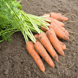 Семена моркови Карини Bejo от 1 г, Фасовка: Мини упаковка 1 г | Agriks