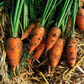 Семена моркови Кнота F1 Moravoseed 50 000 шт | Agriks