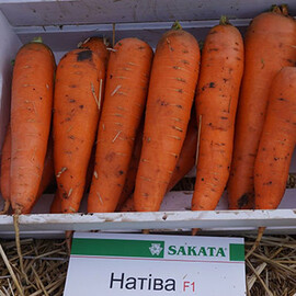 Насіння моркви Курода Натіва F1 100 000 шт. Sakata | Agriks