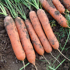 Семена моркови Марион F1 Moravoseed 25 000 шт, Фасовка: Проф упаковка 50 000 шт | Agriks