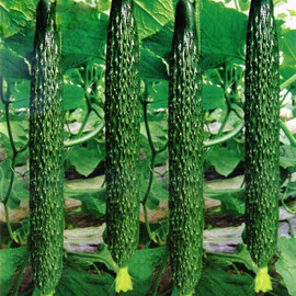 Семена огурца Китайский змей Hortus 500 г | Agriks