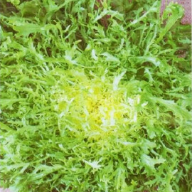 Насіння салату тип Фрізе Валоне Hortus від 50 г, Фасовка: Проф упаковка 50 г | Agriks