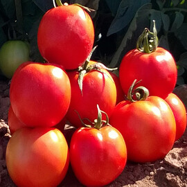 Насіння томату детермінантного Бехрам F1 Enza Zaden від 10 шт, Фасовка: Міні упаковка 10 шт | Agriks