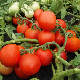 Насіння томату детермінантного Даліміл Moravoseed 25 гр, Фасовка: Проф упаковка 25 г | Agriks