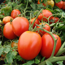 Насіння томату детермінантного Галера Moravoseed 25 гр, Фасовка: Проф упаковка 25 г | Agriks
