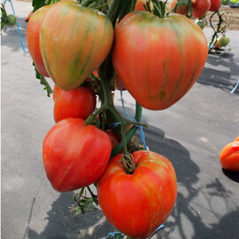 Насіння томату детермінантного Геродес Moravoseed 10 гр, Фасовка: Проф упаковка 10 г | Agriks