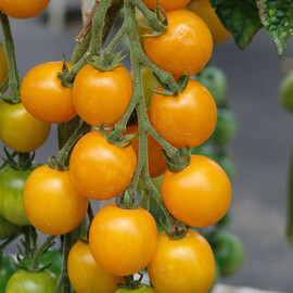 Насіння томату детермінантного Голдкроне Moravoseed 10 гр, Фасовка: Проф упаковка 10 г | Agriks